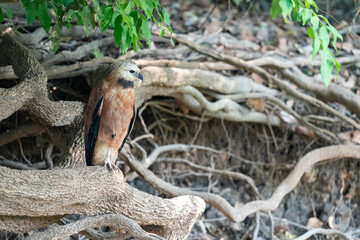 The black-collared hawk (Busarellus nigricollis)