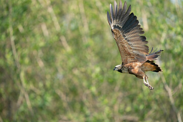 The black-collared hawk (Busarellus nigricollis)
