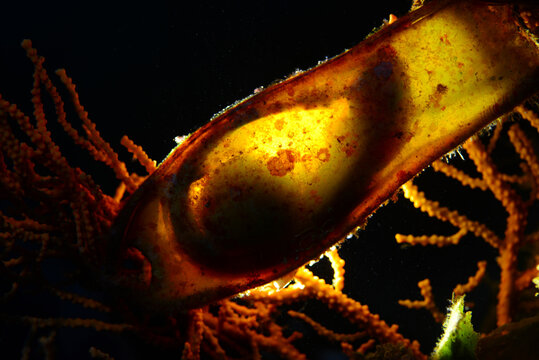 Shark Egg. Cat Shark Egg Case. Canakkale, Turkey. The Growth Process Of An Embryo, Fish Reproduction.