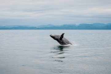 Breaching Humpback Whale