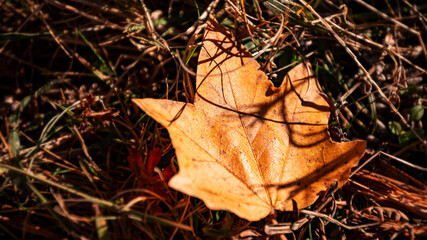 Autumn leaves on the ground
