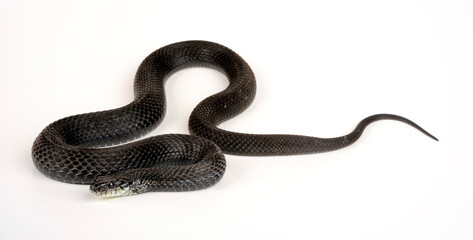 black / melanistic garter snake // schwarze / melanistische Strumpfbandnatter (Thamnophis sirtalis...