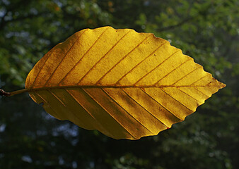 Beauty of the color yellow is of course undeniable, so the yellow on a sunflower is of course equally flawless.