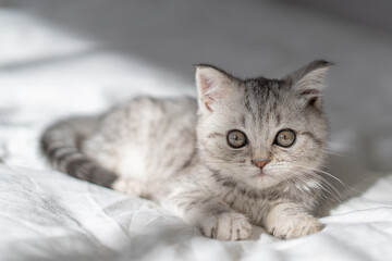 Fototapeta na wymiar Beautiful portrait of scottish straight kitten on white background. Grey striped Scottish straight-eared cat. International cat day