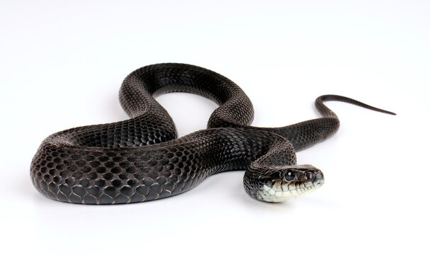 black garter snake // schwarze Strumpfbandnatter (Thamnophis sirtalis sirtalis) 