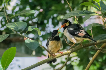 Two Indian pied myna bird 