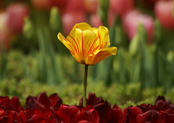 Beauty of the color yellow is of course undeniable, so the yellow on a sunflower is of course equally flawless.