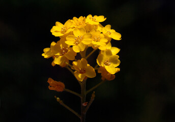 Beauty of the color yellow is of course undeniable, so the yellow on a sunflower is of course equally flawless.