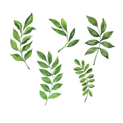 Fresh green leaf set. Hand drawn watercolor illustration.