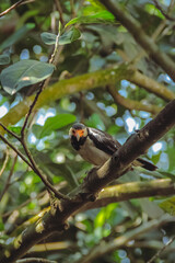red and yellow billed hornbill
