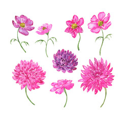 Pink autumn flowers set. Hand drawn watercolor illustration.
