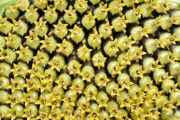 Beauty of the color yellow is of course undeniable, so the yellow on a flower is of course equally flawless.