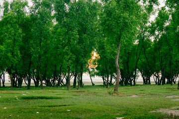 trees in the park