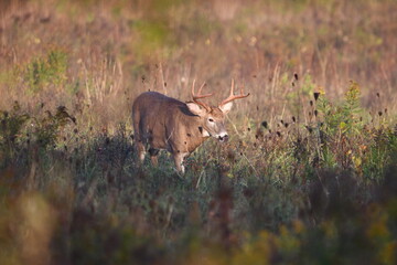 Three point buck white tailed deer walks along fall meadow during rutting season
