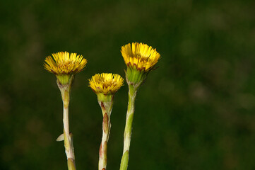 Beauty of the color yellow is of course undeniable, so the yellow on a sunflower is of course equally flawless.