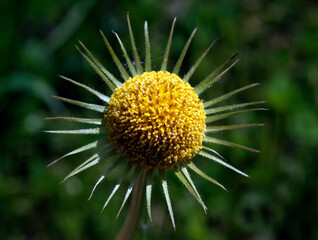 Beauty of the color yellow is of course undeniable, so the yellow on a sunflower is of course equally flawless.