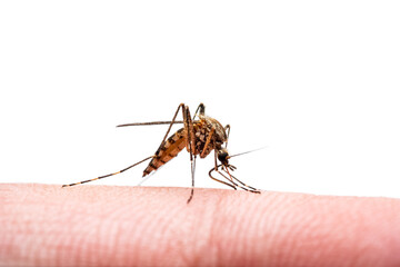 Malaria Infected Mosquito Bite Isolated on White Background. Leishmaniasis, Encephalitis, Yellow Fever, Dengue, Malaria Disease, Mayaro or Zika Virus Infectious Culex Mosquito Parasite Insect Macro.