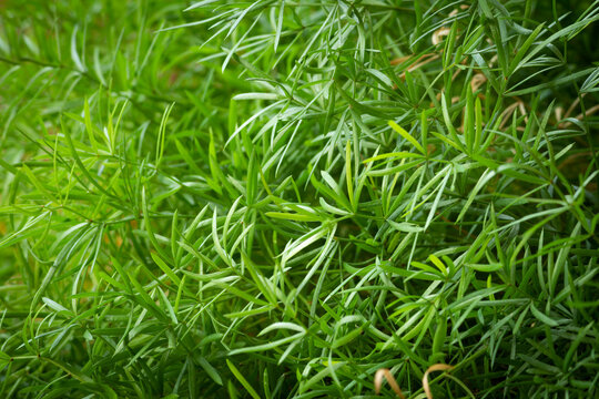View of Osmoxylon lineare (known as ararea) flower with natural background