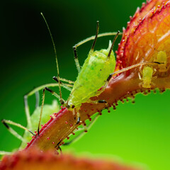 Aphid Colony Close-up. Greenfly or Green Aphid Garden Parasite Insect Pests Macro on Green Background