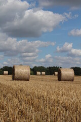 A wheat field with round hay bales waiting for harvest In a field near Wakefield West Yorkshire in...