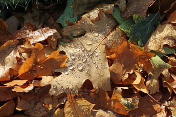 Pile of oak leaves with autumn dew, Derbyshire England

