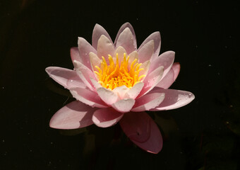 Pink water lily (Nymphaea Peach glow) with blurred background e, can be used as a greeting card
