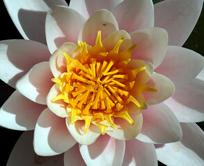 Pink water lily (Nymphaea Peach glow) with blurred background e, can be used as a greeting card