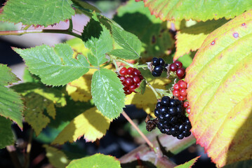 Autumn Blackberries ripening in the sun, Derbyshire England
