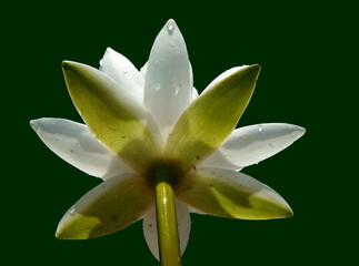 Pink water lily (Nymphaea Peach glow) with blurred background e, can be used as a greeting card