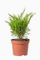 Seedling of a juniper in a flowerpot