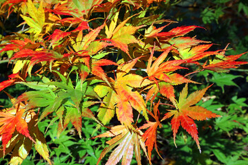 Close up of orange and yellow Japanese maple leaves, Derbyshire England
