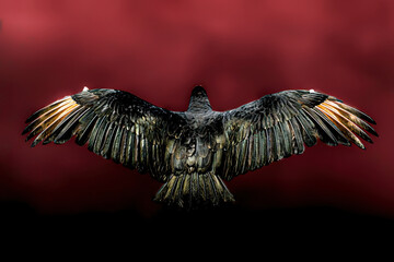 Back of an airborne vulture with wings widespread against a maroon background