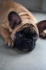 Dog at home - apartment pet. Brown french bulldog. High quality photo