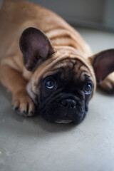 Obraz premium Dog at home - apartment pet. Brown french bulldog. High quality photo