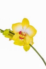 Lemon flower orchid