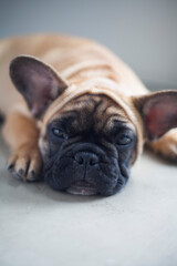 Dog at home - apartment pet. Brown french bulldog. High quality photo