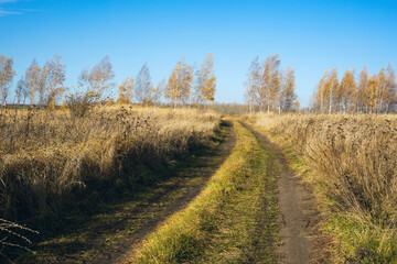 Fototapeta na wymiar Rural autumn dirt road with yellowed grass and trees in sunny weather