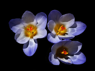 Violet pansy flowers, vivid spring colors against a blue background. Macro images of flower faces. 