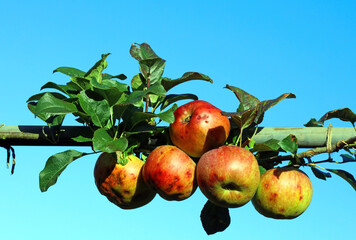 Sunlit Autumn apples, Derbyshire England
