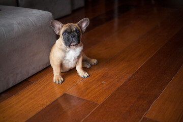 Dog at home - apartment pet. Brown french bulldog. High quality photo