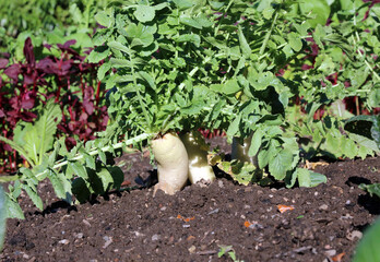 Row of sunlit garden radish ready for harvesting, Derbyshire England
