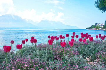 Tulipes au bord du lac