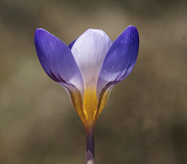 Violet pansy flowers, vivid spring colors against a blue background. Macro images of flower faces. 