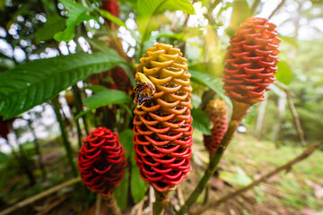 Close-up shot of a red Beehive Ginger Zingiber spectabile flower in Ecuador, Amazon rainforest