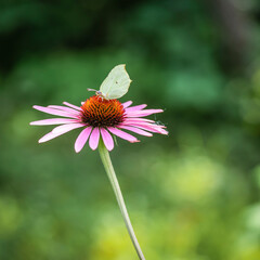 Butterfly cabbage white on a pink flower