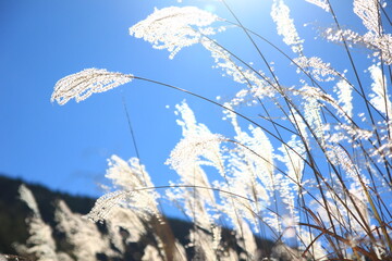 秋、紅葉の河口湖畔の風景、日の光に輝くすすき。