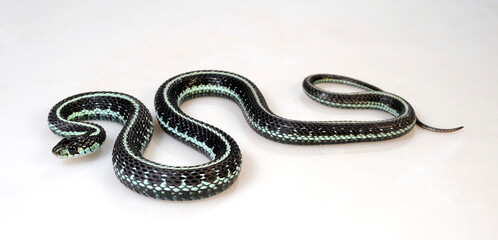 Puget Sound Garter Snake // Strumpfbandnatter (Thamnophis sirtalis pickeringii) - obrazy, fototapety, plakaty