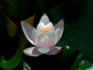 Pink water lily (Nymphaea Peach glow) with blurred background e, can be used as a greeting card