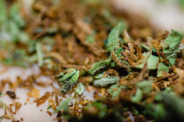Obraz na płótnie Canvas closeup view of marijuana (cannabis) buds. Green, orange earthy tones. THC CBD crystals on bud.