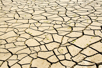 Dry earth close up. 